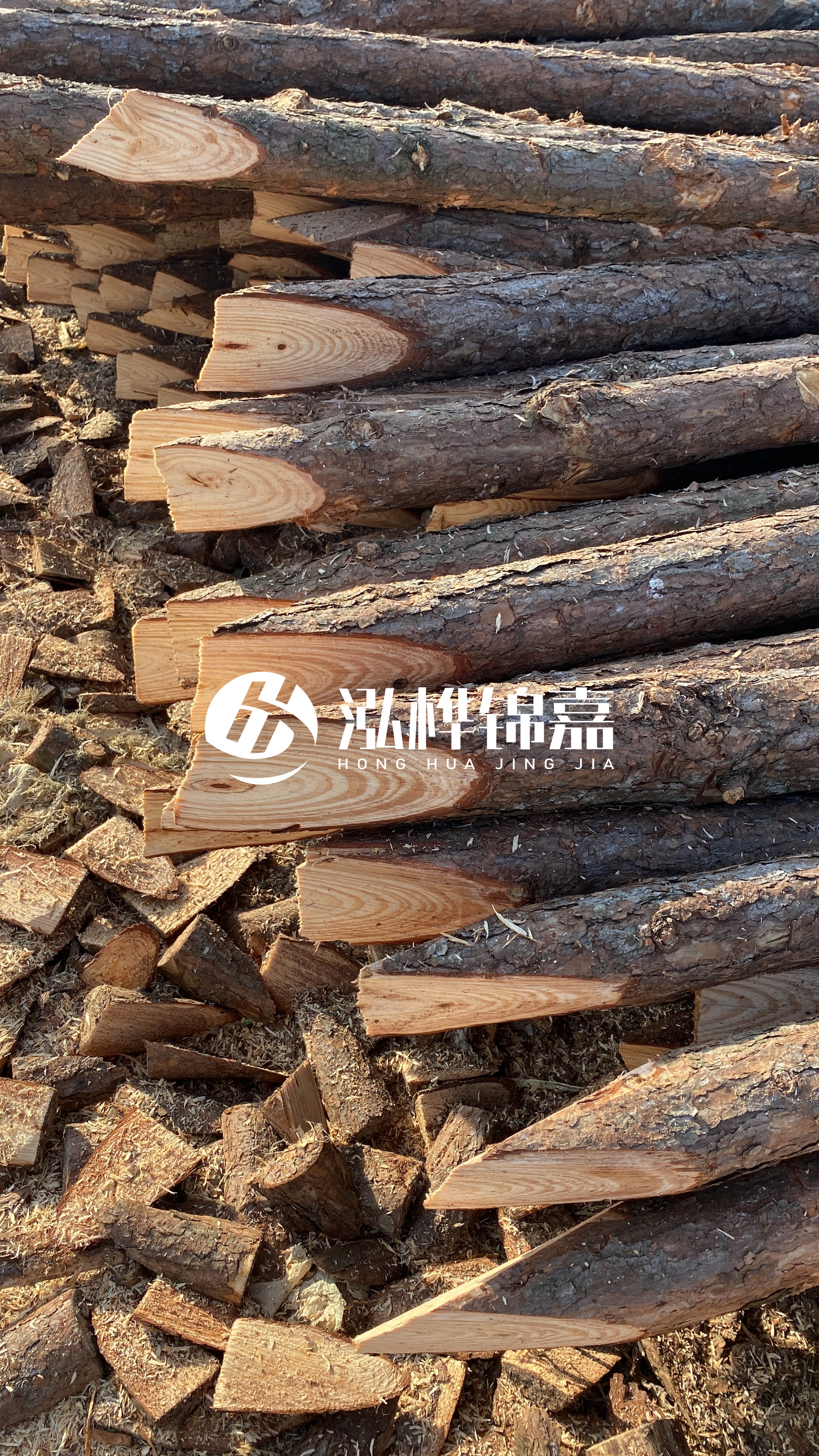 松木樁怎么分辨好壞？學(xué)會這幾招，輕松分辨松木樁好壞不踩雷！